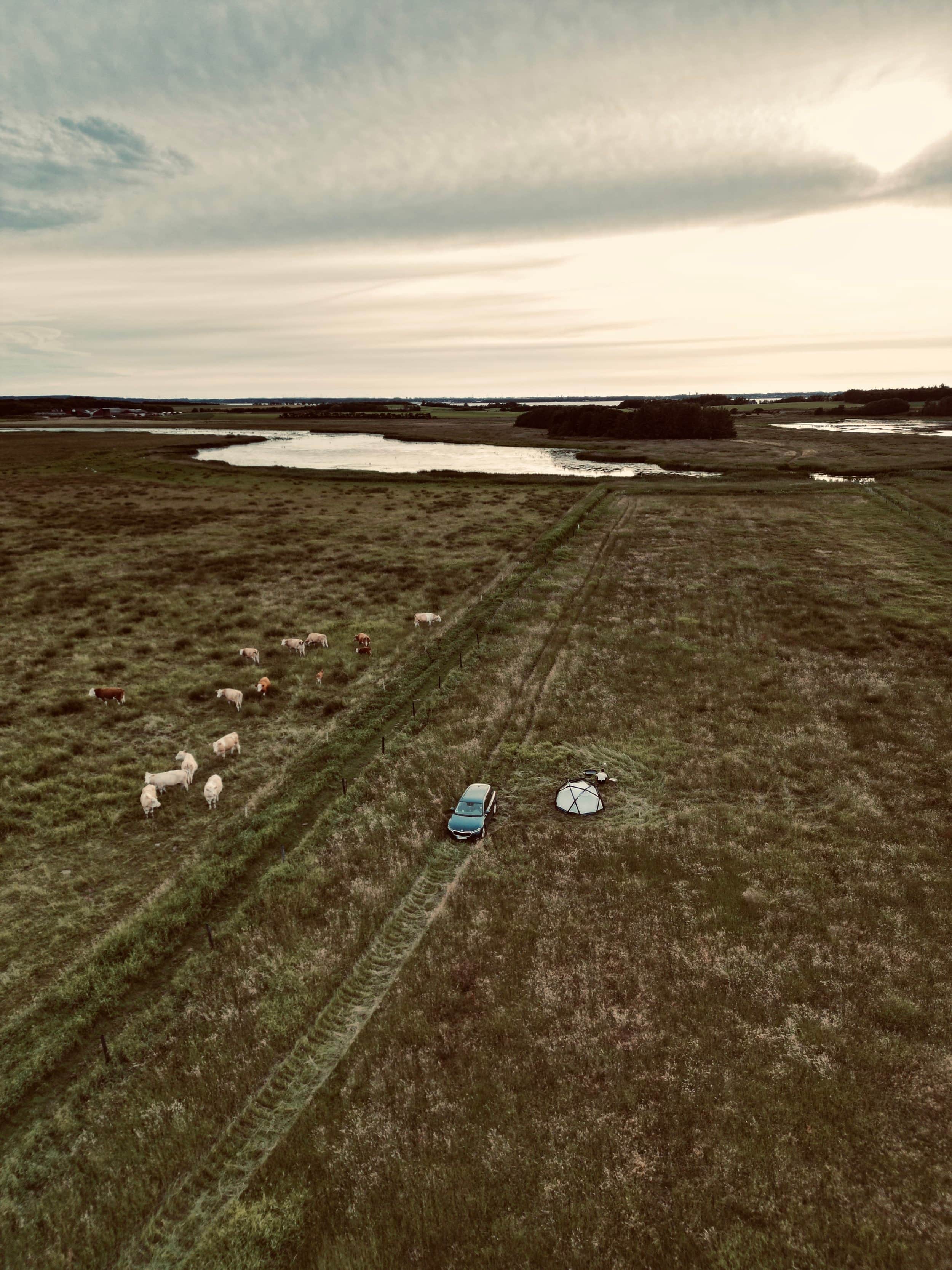 Luftfoto af køer, en bil og et lille telt ved en sø.