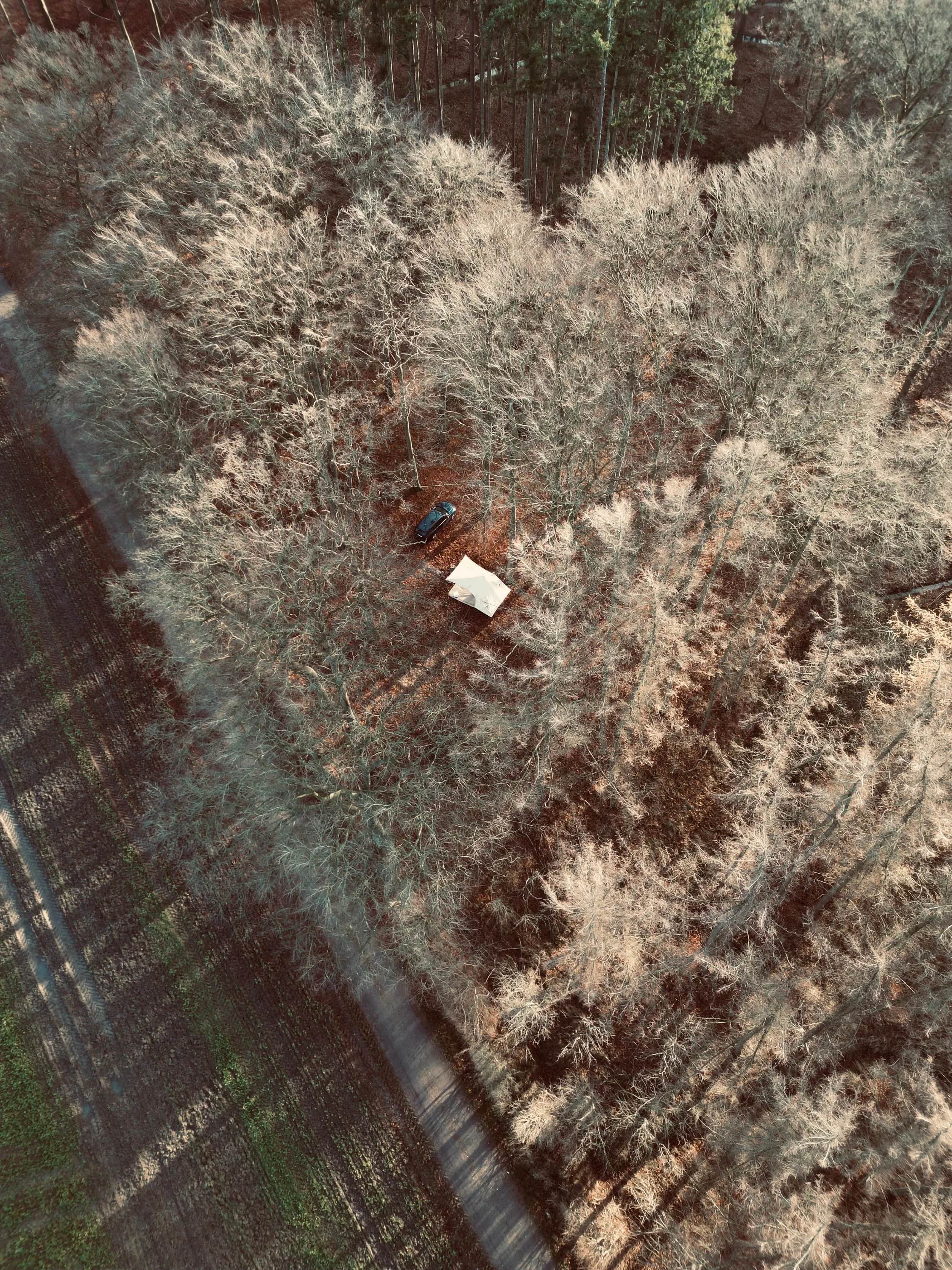 Luftfoto af en bil og et telt i en lys birkeskov.