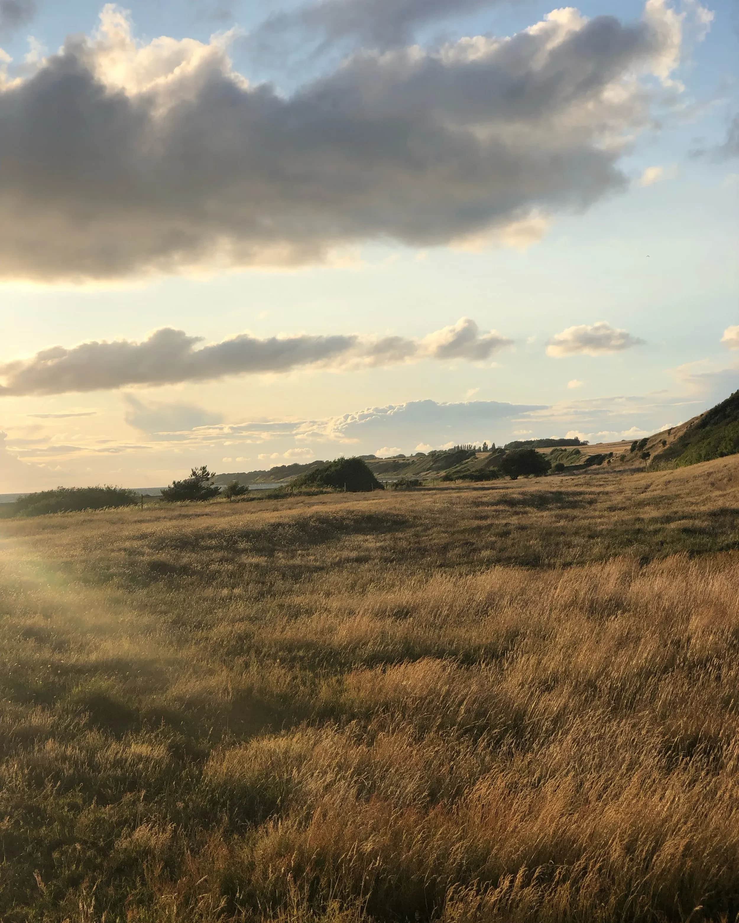 Sol over en tåget eng med højt græs.
