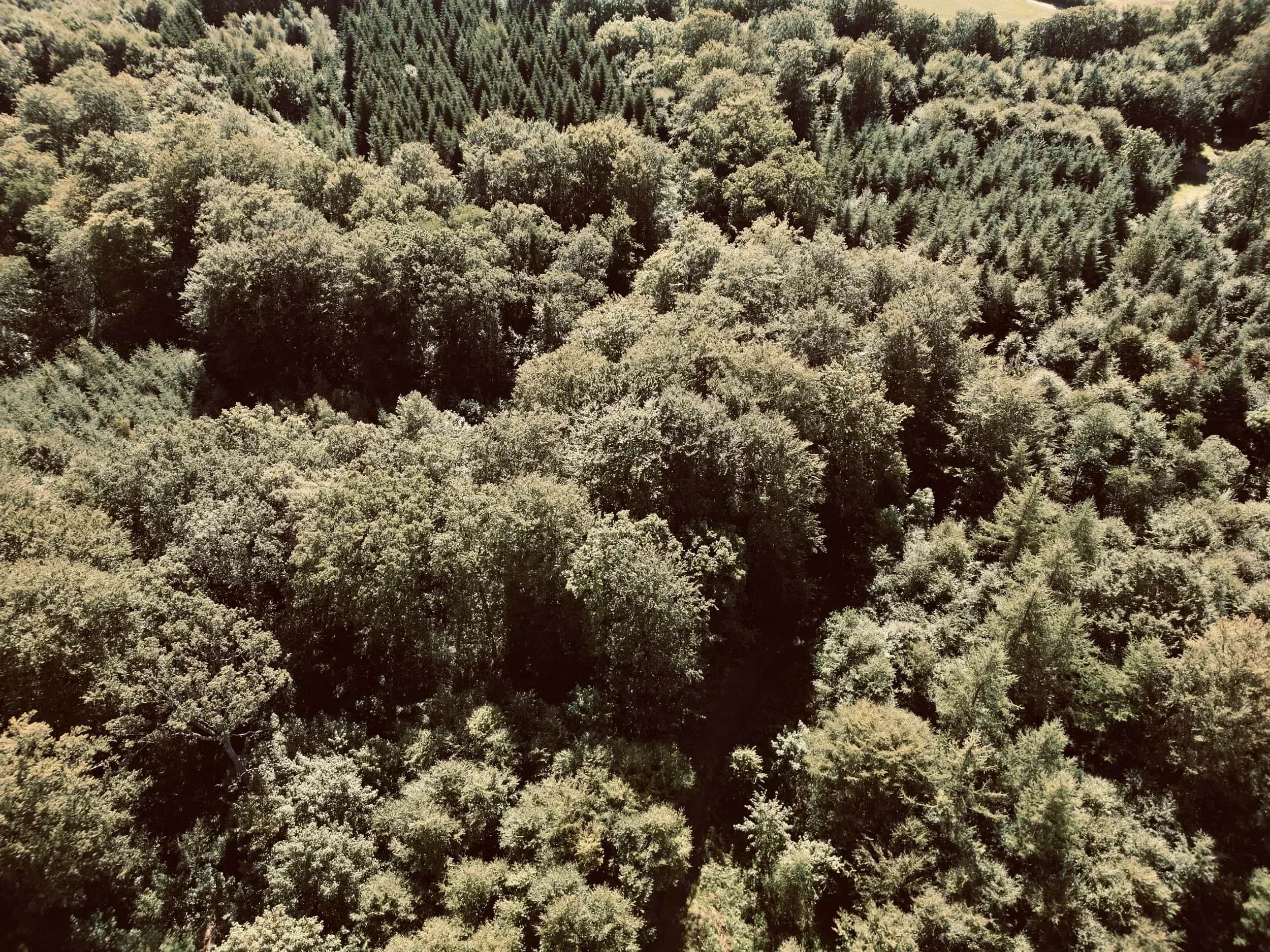 Luftfoto ned over tæt løvskov med en mørkere sti mellem træerne.