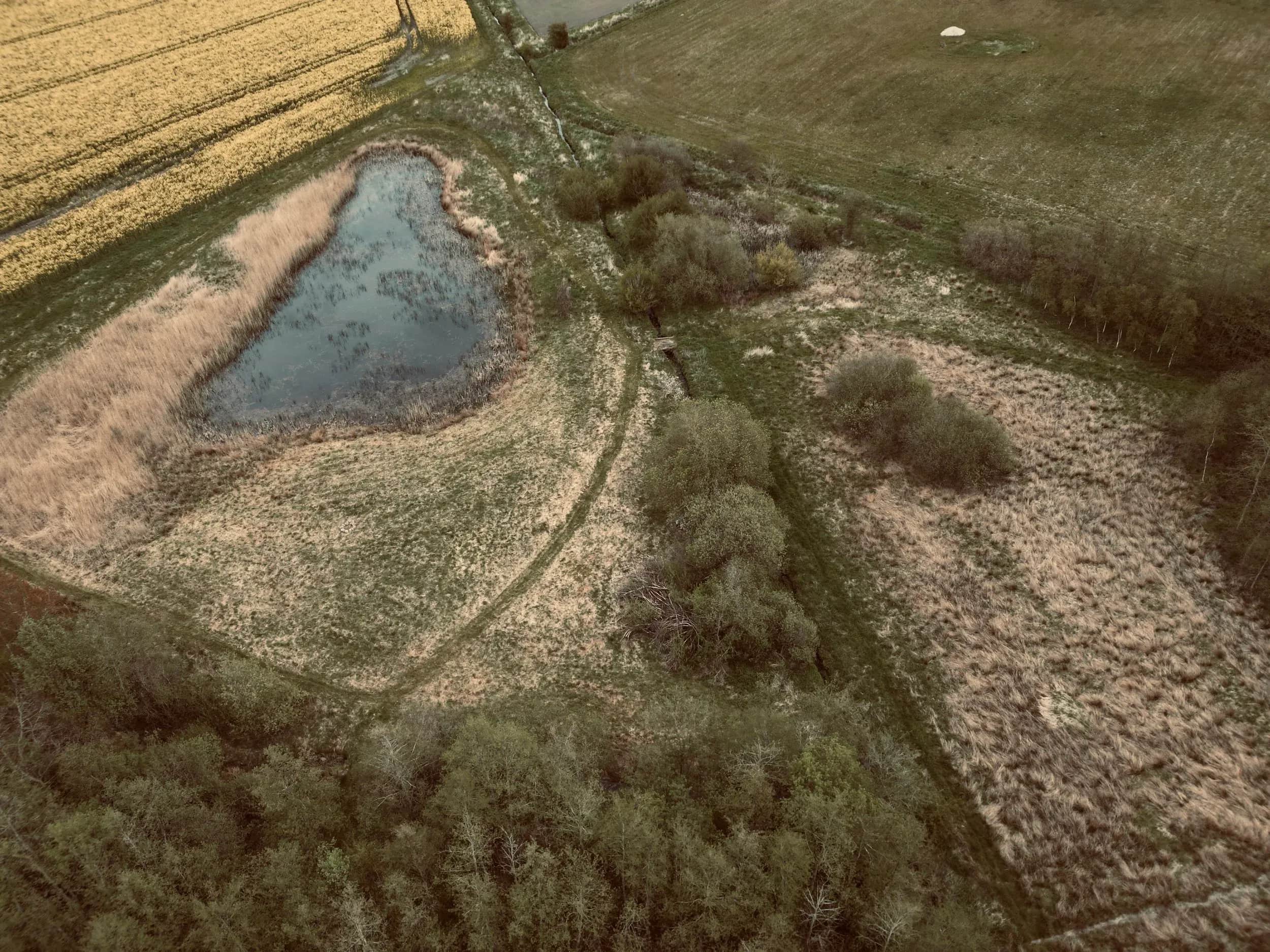 Luftfoto af en lille sø mellem marker, siv og træer.