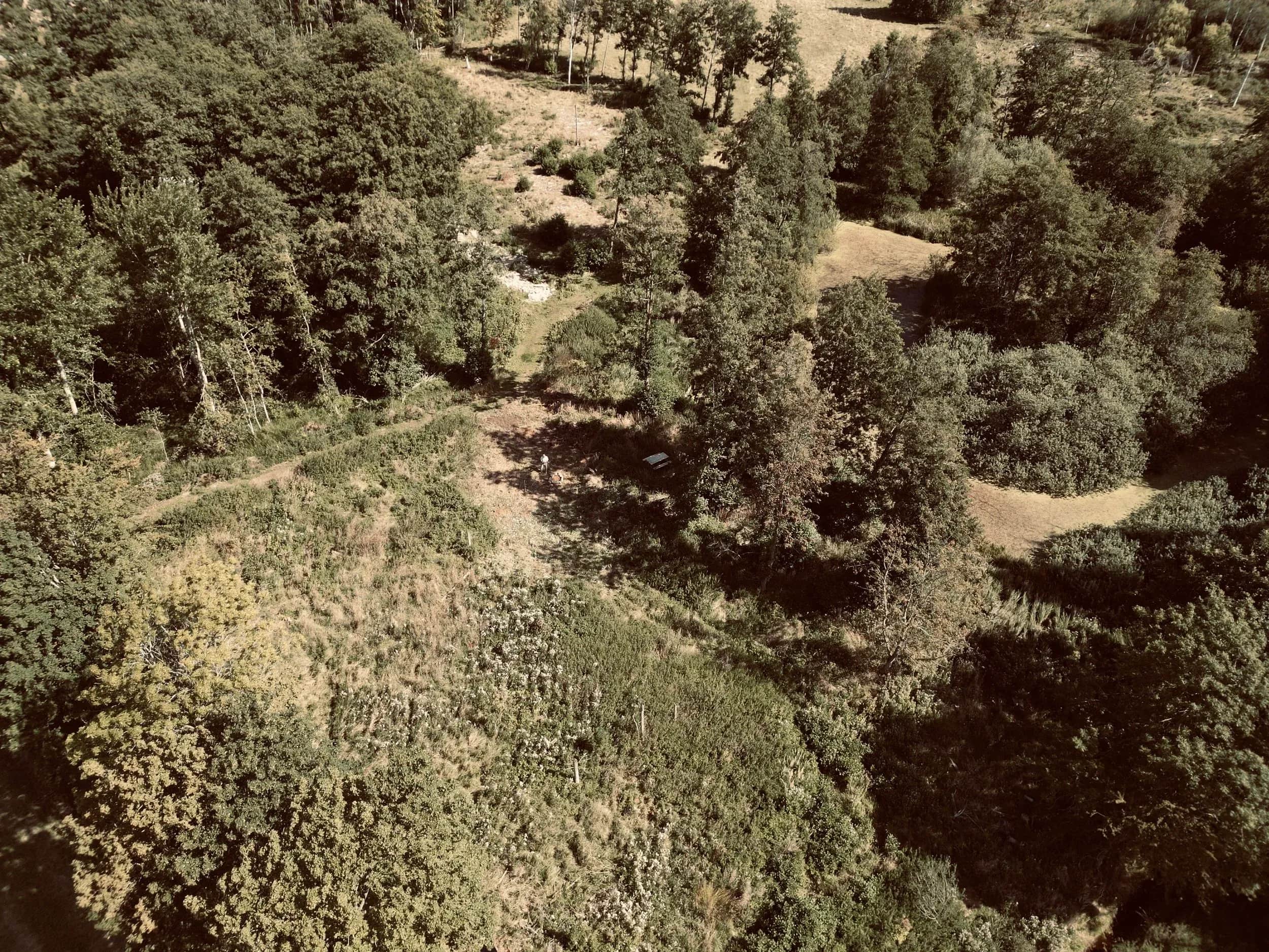 Luftfoto ned over tæt skov og en lysning.
